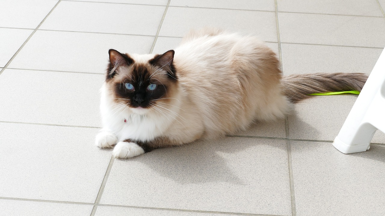 Exploring the Gentle Characteristics of the Ragdoll